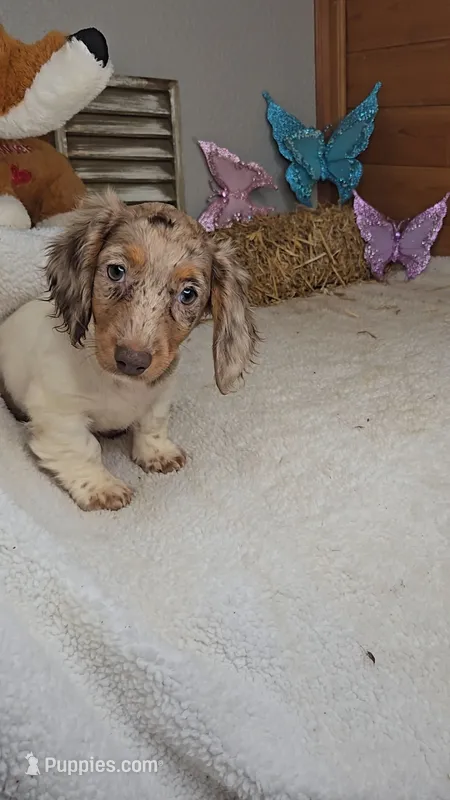 Sandy's girl # 1/Please call – Miniature Dachshund puppy for sale in Jasonville, IN