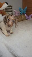 Sandy's girl # 1/Please call, a female Miniature Dachshund for sale in Jasonville, IN – 1 of 4