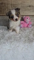 Bella, a female Toy Australian Shepherd for sale in Linton, IN – Photo 1 of 5