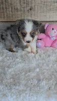 Bella, a female Toy Australian Shepherd for sale in Linton, IN – Photo 2 of 5