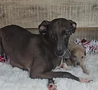 Rain's fawn girl, a female Italian Greyhound for sale in Linton, IN – Photo 3 of 3