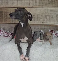 Rain's fawn girl, a female Italian Greyhound for sale in Linton, IN – Photo 2 of 3