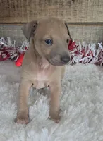 Rain's fawn girl, a female Italian Greyhound for sale in Linton, IN – Photo 1 of 3