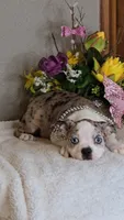 Brianna/make offer, a female Boston Terrier for sale in Linton, IN – 3 of 6