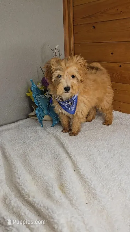 Mickey/toy size – Miniature Goldendoodle puppy for sale in Linton, IN