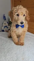 Mickey/toy size/name a price,needs to go!, a male Miniature Goldendoodle for sale in Linton, IN – 2 of 4