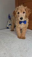 Mickey/toy size/name a price,needs to go!, a male Miniature Goldendoodle for sale in Linton, IN – 3 of 4
