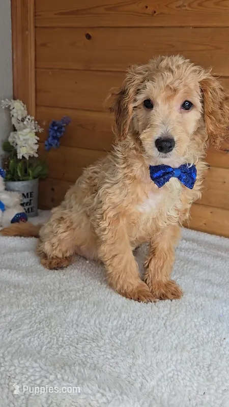 Mickey/toy size – Miniature Goldendoodle puppy for sale in Linton, IN