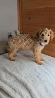Mickey/toy size/name a price,needs to go!, a male Miniature Goldendoodle for sale in Linton, IN – 4 of 4