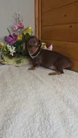 Callie's girl # 2, a female Miniature Dachshund for sale in Linton, IN – 7 of 7