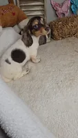 Sandy's girl # 2/Please call, a female Miniature Dachshund for sale in Jasonville, IN – 3 of 4