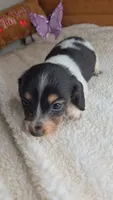 Poppy's girl # 4, a female Miniature Dachshund for sale in Linton, IN – 3 of 5