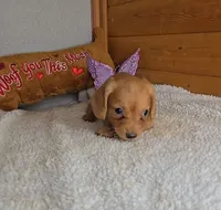 Cathy's girl, a female Miniature Dachshund for sale in Linton, IN – 2 of 2