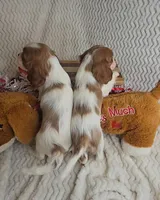 processed/8ea0b1a8-5d91-4793-8338-00fa934c132e/listing/9d1fc845-e3f4-4cec-b24c-caf3177c2843/184c012b-e257-45f4-be74-a4f58107b6e4