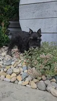 Snickers/MAKE AN OFFER, a male Miniature Schnauzer for sale in Linton, IN – 6 of 10