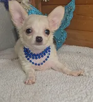 Peanut, a male Chihuahua for sale in Linton, IN – 2 of 3
