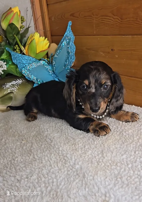 Mia's Boy # 2 – Miniature Dachshund puppy for sale in Linton, IN