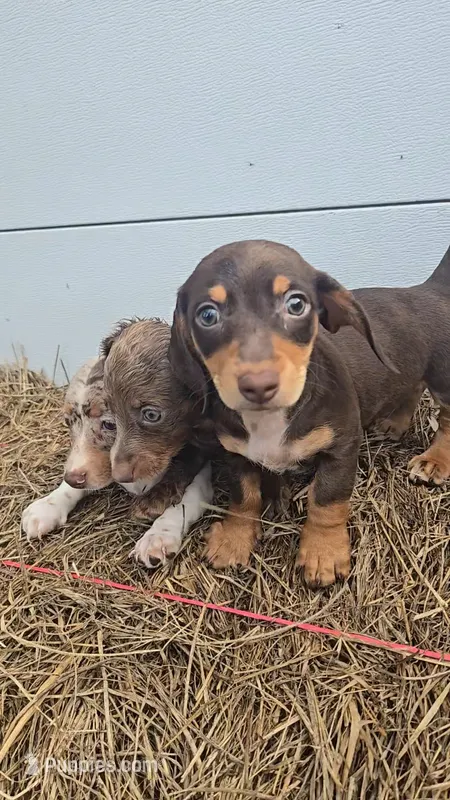 Tracy's Boy # 1 – Miniature Dachshund puppy for sale in Jasonville, IN
