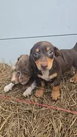 Tracy's Boy # 1, a male Miniature Dachshund for sale in Jasonville, IN – 1 of 3