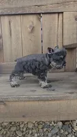 Scotty, a male Miniature Schnauzer for sale in Linton, IN – 4 of 6