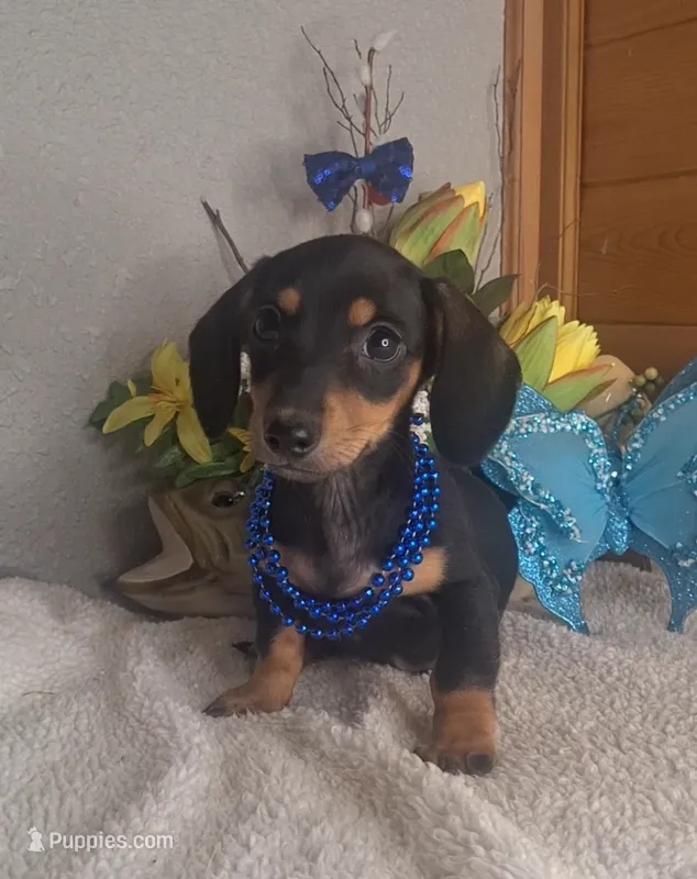 Callie's boy #3 – Miniature Dachshund puppy for sale in Linton, IN