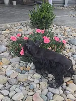 Sally, a female Miniature Schnauzer for sale in Linton, IN – 4 of 4