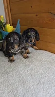 Mia's Boy # 2, a male Miniature Dachshund for sale in Linton, IN – 4 of 5