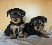 Boy Yorky, a male Yorkshire Terrier for sale in Linton, IN – Photo 3 of 7