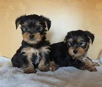 Boy Yorky, a male Yorkshire Terrier for sale in Linton, IN – Photo 7 of 7