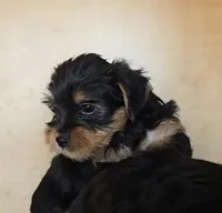 Boy Yorky, a male Yorkshire Terrier for sale in Linton, IN – Photo 2 of 7