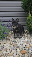 Snickers/MAKE AN OFFER, a male Miniature Schnauzer for sale in Linton, IN – 7 of 10