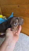 Callie's boy # 2, a male Miniature Dachshund for sale in Linton, IN – 3 of 3