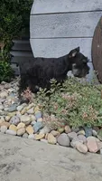 Snickers/MAKE AN OFFER, a male Miniature Schnauzer for sale in Linton, IN – 4 of 10