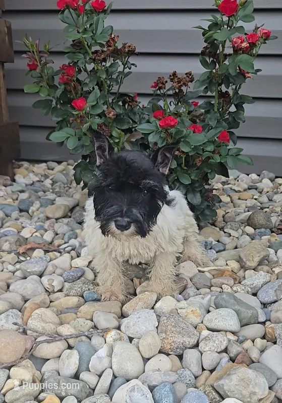 Salina – Miniature Schnauzer puppy for sale in Linton, IN