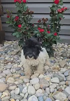 Salina, a female Miniature Schnauzer for sale in Jasonville, IN – 1 of 6