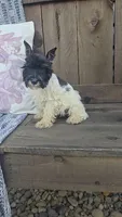 Salina, a female Miniature Schnauzer for sale in Linton, IN – 3 of 3