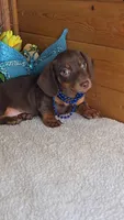 Callie's boy # 2, a male Miniature Dachshund for sale in Linton, IN – 1 of 3