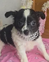 Poppy, a female Chihuahua for sale in Linton, IN – 3 of 4