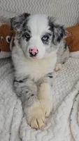 Dax, a male Miniature Australian Shepherd for sale in Linton, IN – Photo 1 of 5