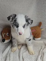 Dax, a male Miniature Australian Shepherd for sale in Linton, IN – Photo 2 of 5