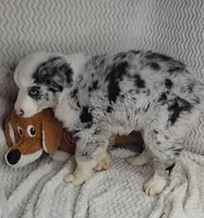 Dax, a male Miniature Australian Shepherd for sale in Linton, IN – Photo 4 of 5