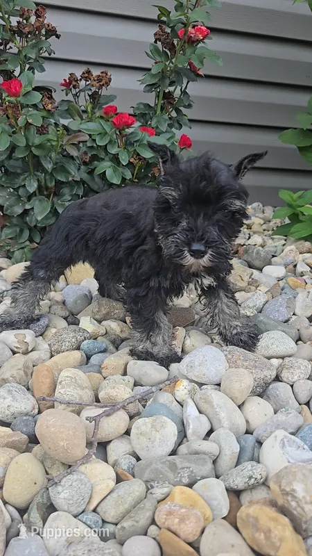 Scotty – Miniature Schnauzer puppy for sale in Linton, IN