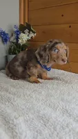 Callie's boy # 1, a male Miniature Dachshund for sale in Linton, IN – 3 of 6