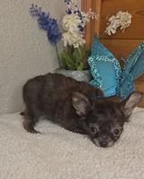 Pecan, a male Chihuahua for sale in Linton, IN – 3 of 3