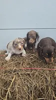 Tracy's Girl # 2, a female Miniature Dachshund for sale in Jasonville, IN – 2 of 2