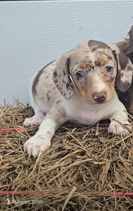 Tracy's Girl # 2 – Miniature Dachshund puppy for sale in Jasonville, IN