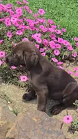 Levi, a male Labrador Retriever for sale in Jasonville, IN – 5 of 6