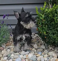 Solo / MAKE AN OFFER, a male Miniature Schnauzer for sale in Linton, IN – 6 of 6