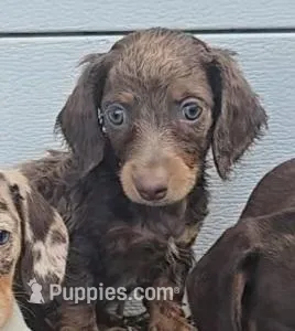 Tracy's Girl # 1 – Miniature Dachshund puppy for sale in Jasonville, IN