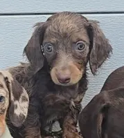 Tracy's Girl # 1, a female Miniature Dachshund for sale in Jasonville, IN – 1 of 2